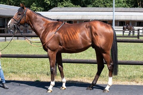 News image for horse Dhangadhi (GER), 2020