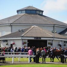 Profile picture of T2 | © TATTERSALLS IRELAND