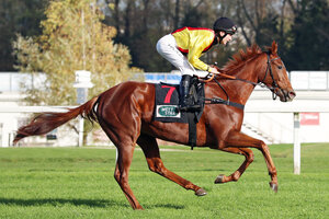 Horse image of Ultima | © Galoppfoto.de