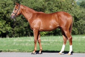 Horse image of Fantastic Star