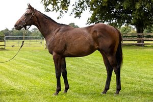 Horse image of Distor