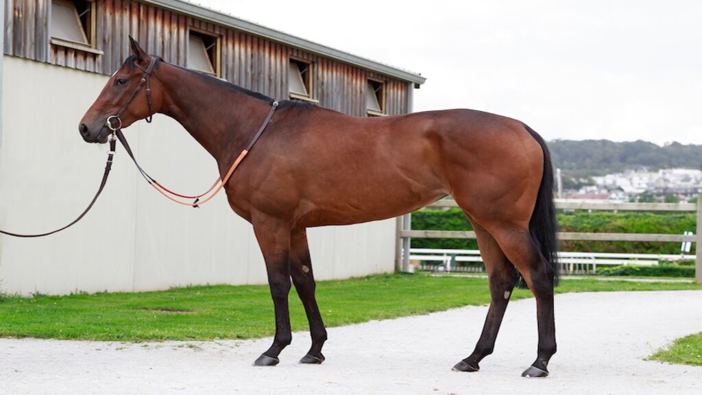 © ARQANA