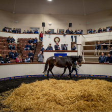 Profile picture of T2 | © Tattersalls Ireland