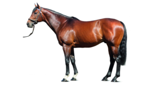 © Arqana Online Profile picture of CR | © Arqana Online