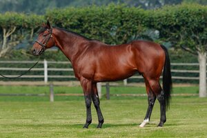 © Arqana Online Profile picture of CL | © Arqana Online