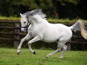 © Arqana Online Profile picture of MA | © Arqana Online