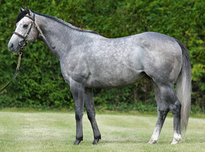 © Arqana Online Profile picture of AG | © Arqana Online