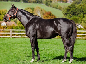 © Arqana Profile picture of TT | © Arqana
