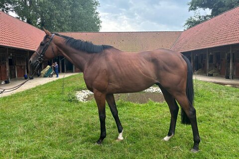 News image for horse Camiro (GER), 2018