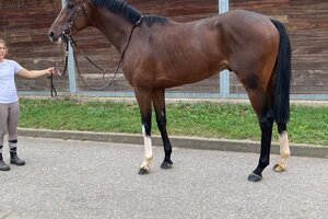 Horse image of Imaginary