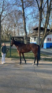 © Henk Grewe Stugardia (GER, 2022) – talented daughter of Tai Chi out of Scouting, winner and Listed-placed filly for Cometica AG, trained by Henk Grewe | 3forONE profile picture | © Henk Grewe