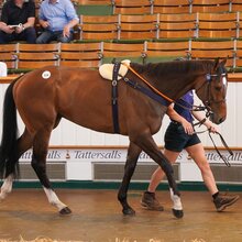 Tattersalls Guineas Horses in Training Sale 2025 Lot 114 | © Alisha Meeder / Tattersalls