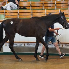 Tattersalls Guineas Breeze Up Sale 2025 Lot 250 | © Alisha Meeder / Tattersalls