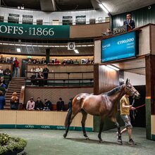 Increases Across The Board On Vibrant First Day At Goffs Arkle Sale | © Goffs