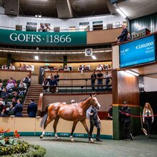 Storming Trade At Arkle Part 1 Topped By 2YO Walk In The Park Colt At €230,000 | © Goffs