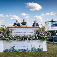 Goffs London Sale 2025 | © Goffs