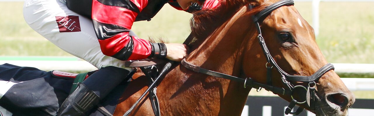 Profile banner of STALL LILIOFEE