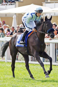 Horse image of Dana Delight | © galoppfoto.de