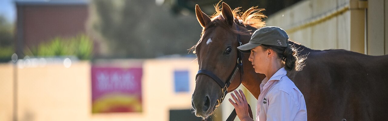 © Magic Millions Profile banner of MAGIC MILLIONS | © Magic Millions