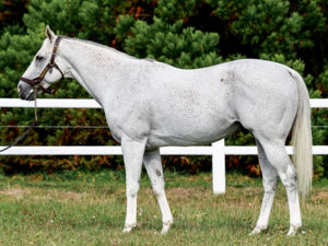 The Grey Gatsby | © Zuzanna Luppa , Arqana Online Profile picture of TG | © Zuzanna Luppa , Arqana Online