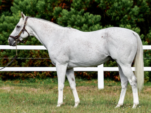 The Grey Gatsby | © Zuzanna Luppa , Arqana Online