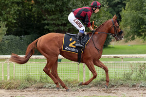 Horse image of Manero | © galoppfoto.de