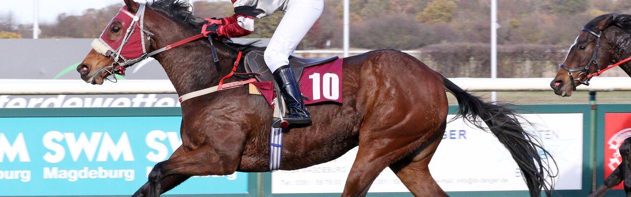 Profile banner of  L.Achtermann | © galoppfoto.de