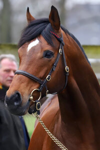 Horse image of Destino | © galoppfoto.de