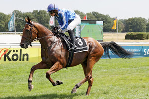 Horse image of Charlie Brown | © Galoppfoto.de